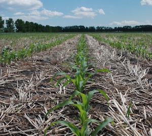 ESN in corn – does it pay?