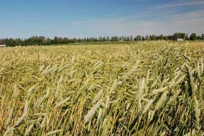 Integrated wild oat management