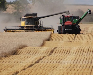 Profitability, risk in wheat rotations